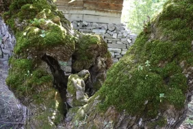 300 Yıllık Dut Ağacı İnsan Figürü Andırıyor