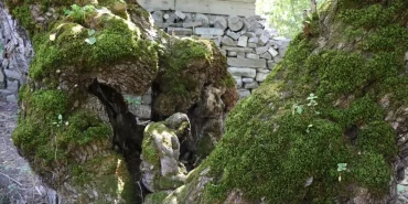 300 Yıllık Dut Ağacı İnsan Figürü Andırıyor