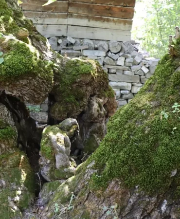 300 Yıllık Dut Ağacı İnsan Figürü Andırıyor