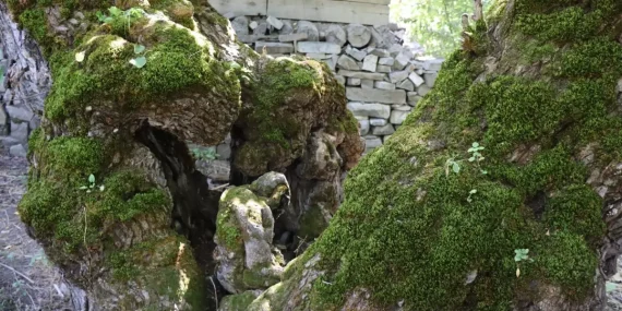 300 Yıllık Dut Ağacı İnsan Figürü Andırıyor