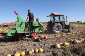Nevşehir Kabak Çekirdeği Üretimi Artıyor