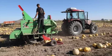 Nevşehir Kabak Çekirdeği Üretimi Artıyor
