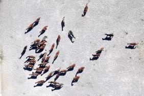 Malatya'da 110 Arap Tayının Doğumu