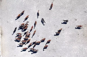 Malatya'da 110 Arap Tayının Doğumu