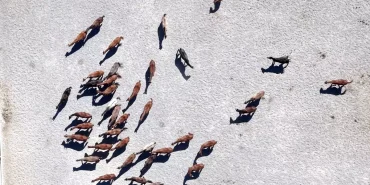 Malatya'da 110 Arap Tayının Doğumu