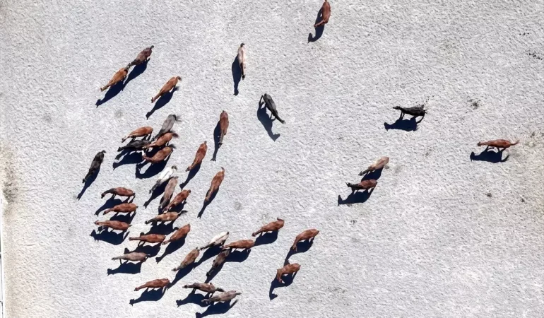 Malatya'da 110 Arap Tayının Doğumu