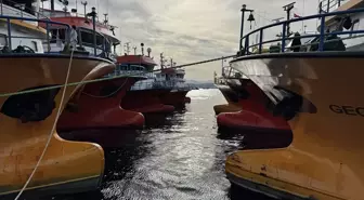 Sinop'ta Hamsi Avı Sezonu Bereketli Geçiyor